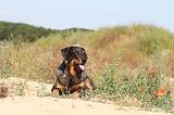 BEAUCERON 288